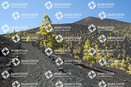 Path Routes of the Volcanoes, La Palma