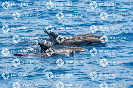 Iniciativas Medioambientales  - Ocean Explorer
