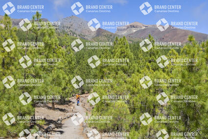The Teide Forest Crown