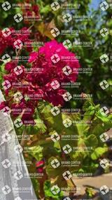 Betancuria