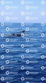 avistamiento de cetáceos desde el marino los gigantes