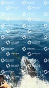 avistamiento de cetáceos desde el marino los gigantes