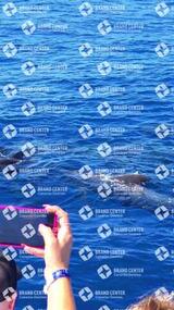 avistamiento de cetáceos desde el marino los gigantes