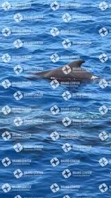 avistamiento de cetáceos desde el marino los gigantes