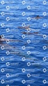 avistamiento de cetáceos desde el marino los gigantes