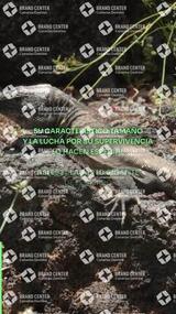 IM_Lagartario_VídeoES