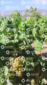 Uvas en Bodega Reverón