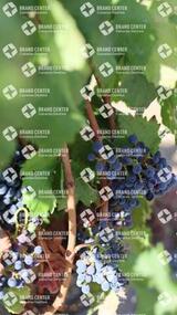 Uvas en Bodega Reverón