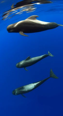 Cover image cetaceans